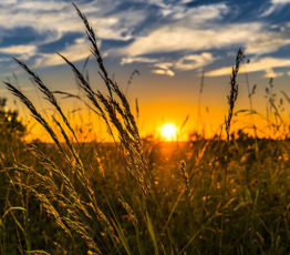 Biodiversité et agriculture