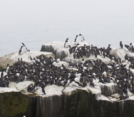 Le réchauffement climatique, un bouleversement pour les écosystèmes et les scientifiques