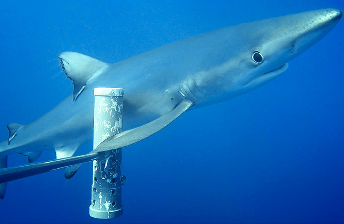 [Communiqué] Publication dans PLoS Biology des travaux du groupe Cesab Pelagic