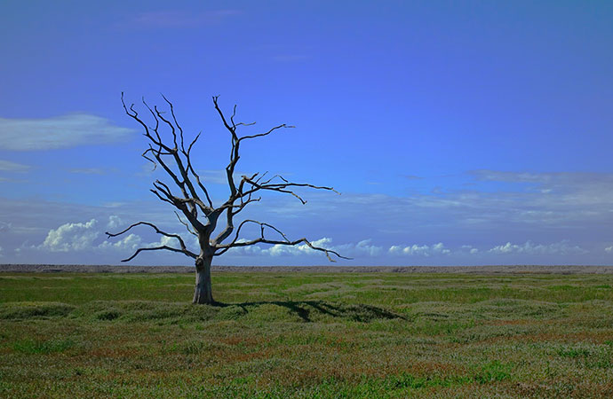 [Appel à experts – Ipbes] Évaluation sur les causes profondes de (…)