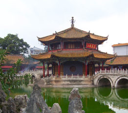 Call for an ambitious COP 15 Biodiversity and for bridging the Rio conventions