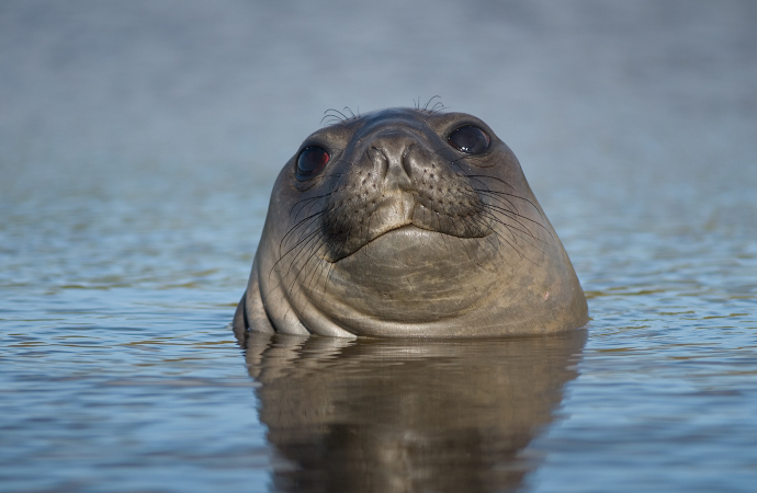 [Communiqué] Localiser les prédateurs pour protéger les écosystèmes de l’océan Austral