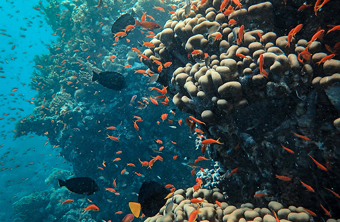 [#ScienceDurable] En mars, la campagne s’intéresse à la conservation et la gestion durable du milieu marin