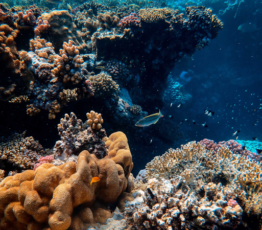 [Press release] Study in Nature: Protecting the Ocean Delivers a Comprehensive Solution for Climate, Fishing and Biodiversity