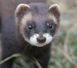 The polecat, this big outsider