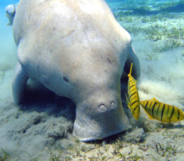 [Press release] A better protection of marine megafauna through social networks and artificial intelligence