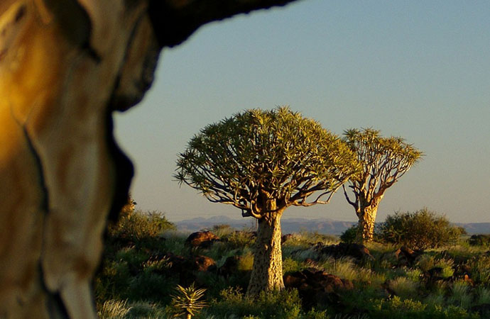 #IPBES9 – Valeurs et utilisation durable des espèces sauvages : de quoi parle-t-on ?