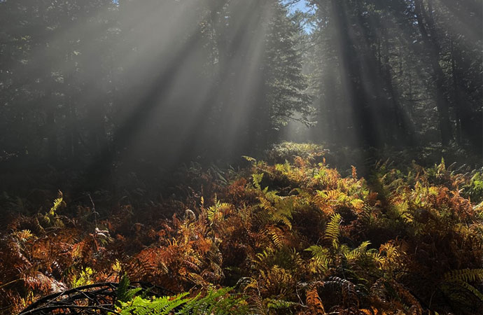 [Ipbes9] Valeurs et utilisation durable des espèces sauvages : de quoi parle-t-on ?