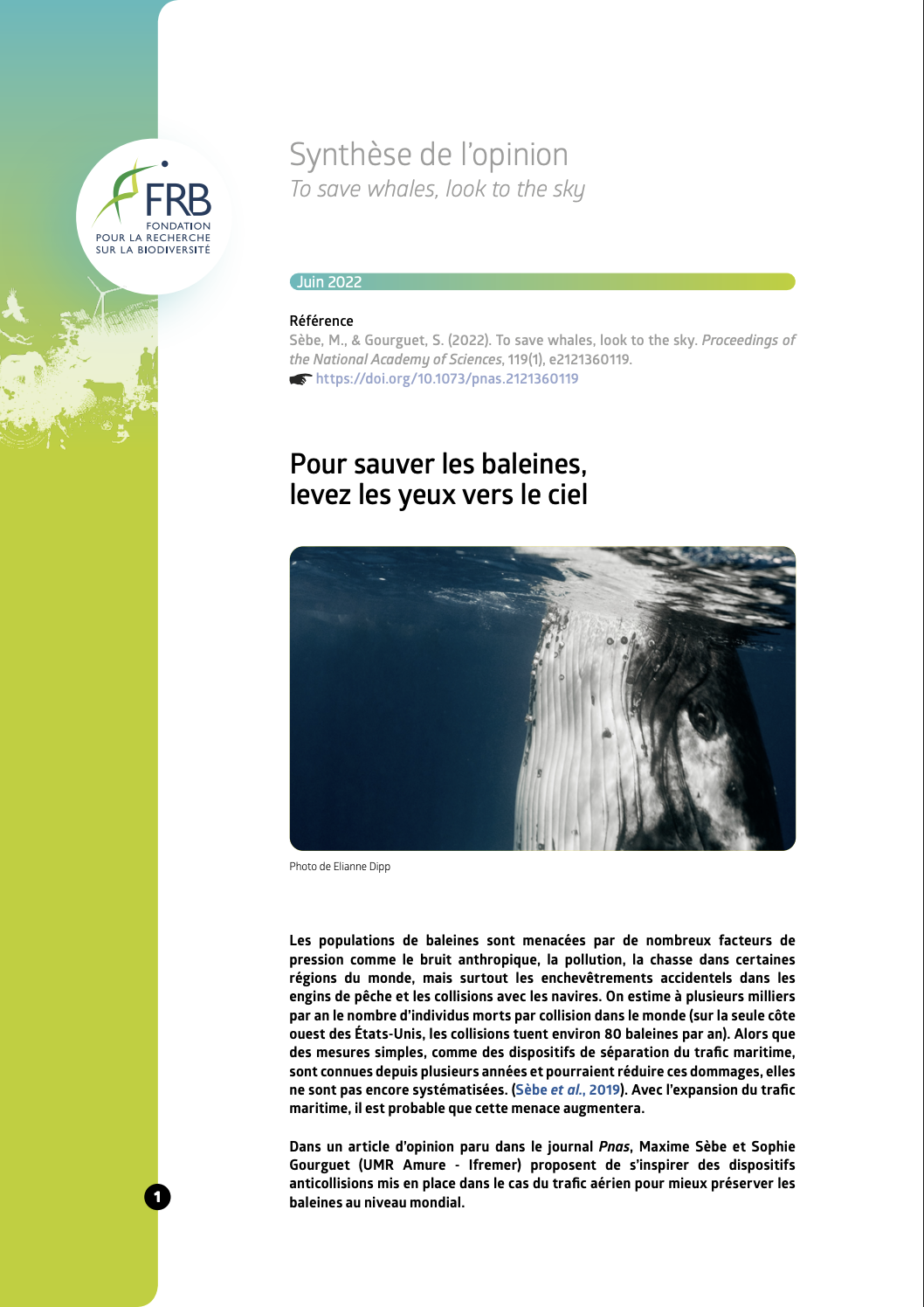 Pour sauver les baleines, levez les yeux vers le ciel