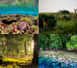 [Press release] A new method to assess ecosystem vulnerability and protect biodiversity