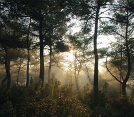 [Appel à relectures – Ipbes] Évaluation « Changements transformateurs » 2024