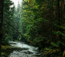 [Appel à relectures – Ipbes] Texte de cadrage de la “Deuxième évaluation mondiale de la biodiversité et des services écosystémiques”