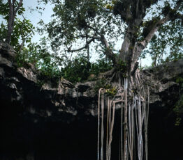 [Appel à projets Biodiversa+] Biodiversité et Changements Transformateurs