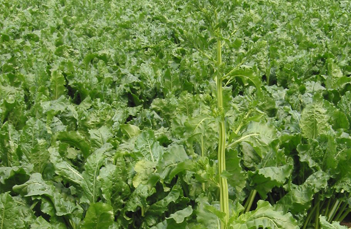 Tendances temporelles et spatiales des risques liés à l’imidaclopride en France