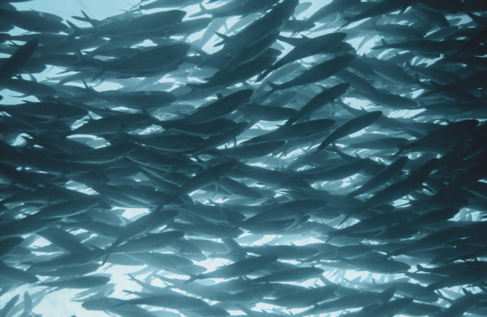 [FRB-Cesab] Mieux comprendre les communautés marines : le projet Maestro publie de nouveaux résultats