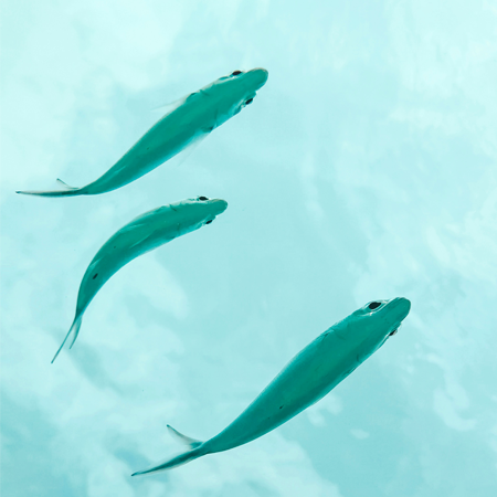 [FRB-Cesab] Fishglob : La biodiversité des poissons dans un contexte de changement global