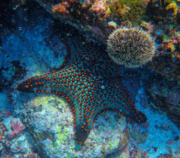 ATLASea : un atlas de génomes marins