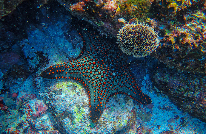 ATLASea : un atlas de génomes marins