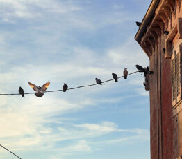 Les oiseaux face à la pollution sonore en milieu urbain
