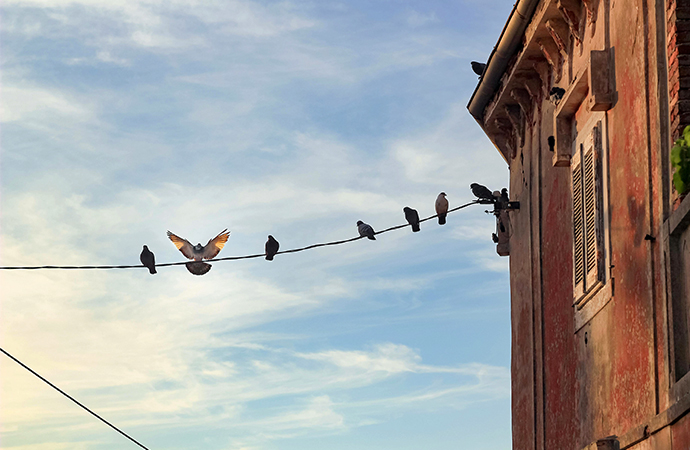 Les oiseaux face à la pollution sonore en milieu urbain