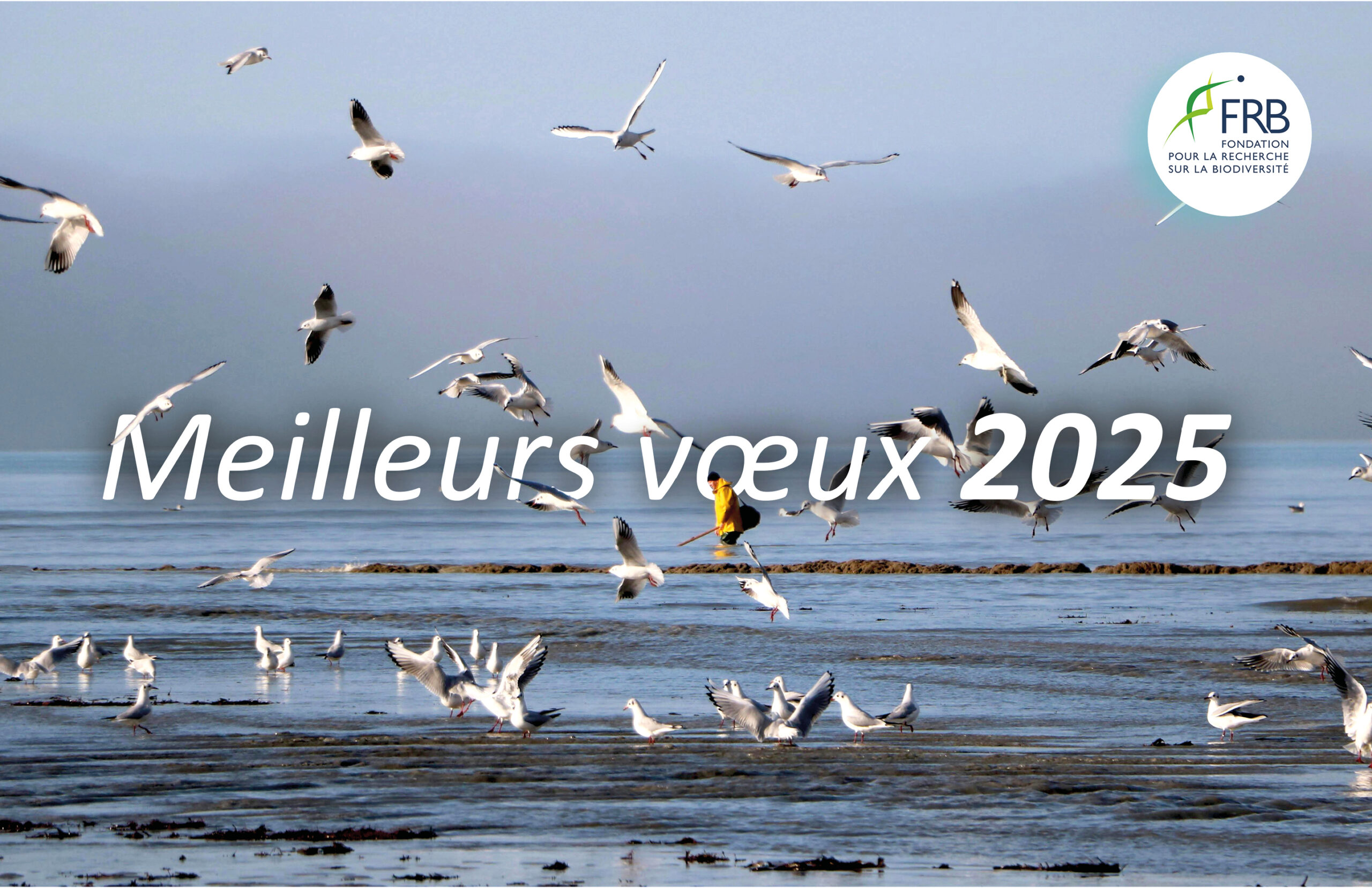 [Vœux 2025] Crises environnementales : une pour toutes et toutes pour une !