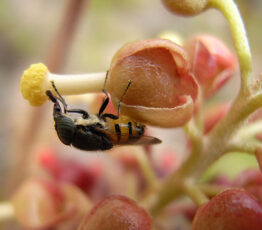 Des résultats rassurants sur le déclin des insectes remis en cause par l’analyse détaillée d’une base de données mondiale