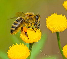 [Appel à projets – FRB / OFB-ONB] Nouveaux indicateurs pour l’Observatoire national de la biodiversité (ONB)