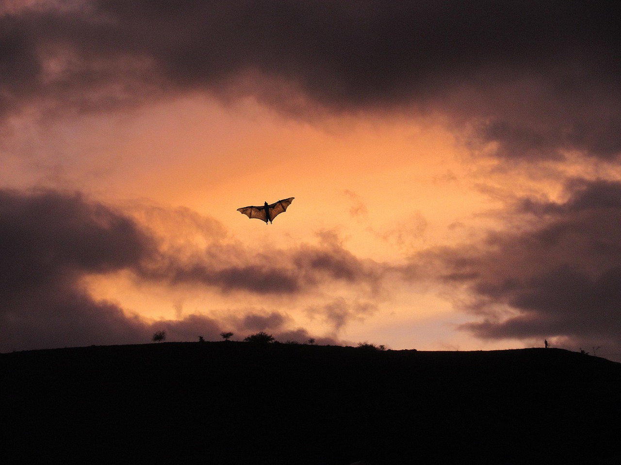 Biodiversité, santé, paysages agricoles et forestiers : des recommandations scientifiques adressées aux décideurs politiques