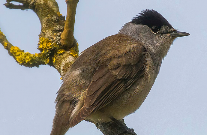 [Revue de presse] Un retour timide mais réel des oiseaux insectivores dans nos campagnes depuis l’arrêt des néonicotinoïdes en France